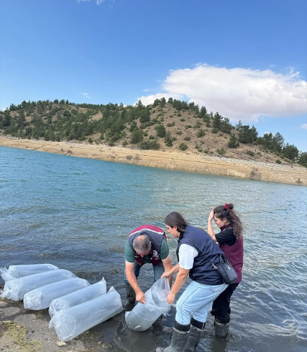 Çankırı'da iç sulara 626 bin sazan yavrusu bırakıldı