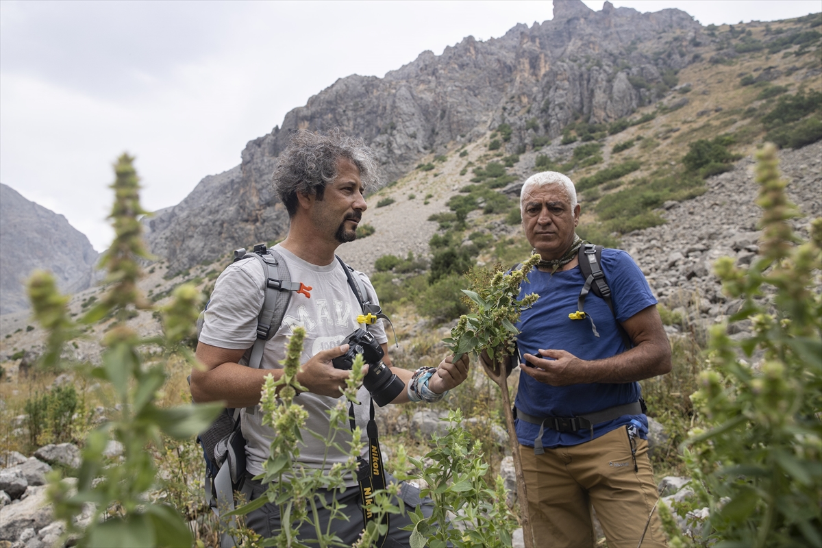 Bitkiler için Anadolu'yu gezen akademisyen, Tunceli'de 5 yeni türü literatüre kazandırdı