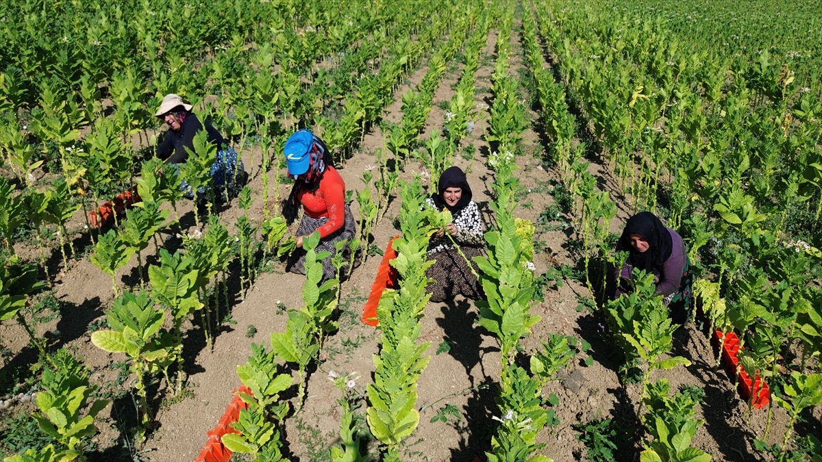 Bafra Ovası'nda tütün hasadı devam ediyor