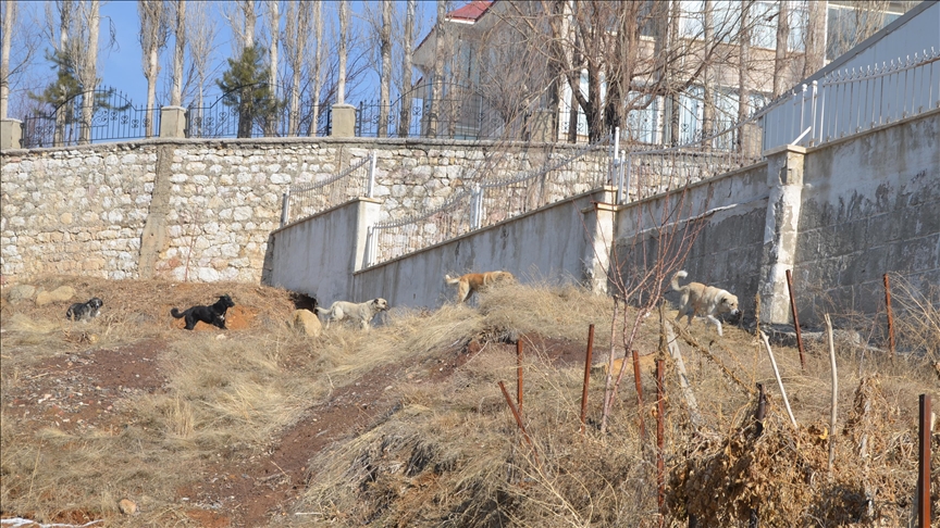 Ankara’da komşusunun köpeğini silahla öldüren zanlı tutuklandı