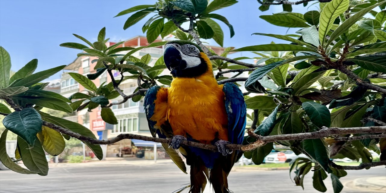 Antalya'da 28 yıldır aynı kişi tarafından beslenen "Cabbar" isimli papağan, üç gün sonra bulundu