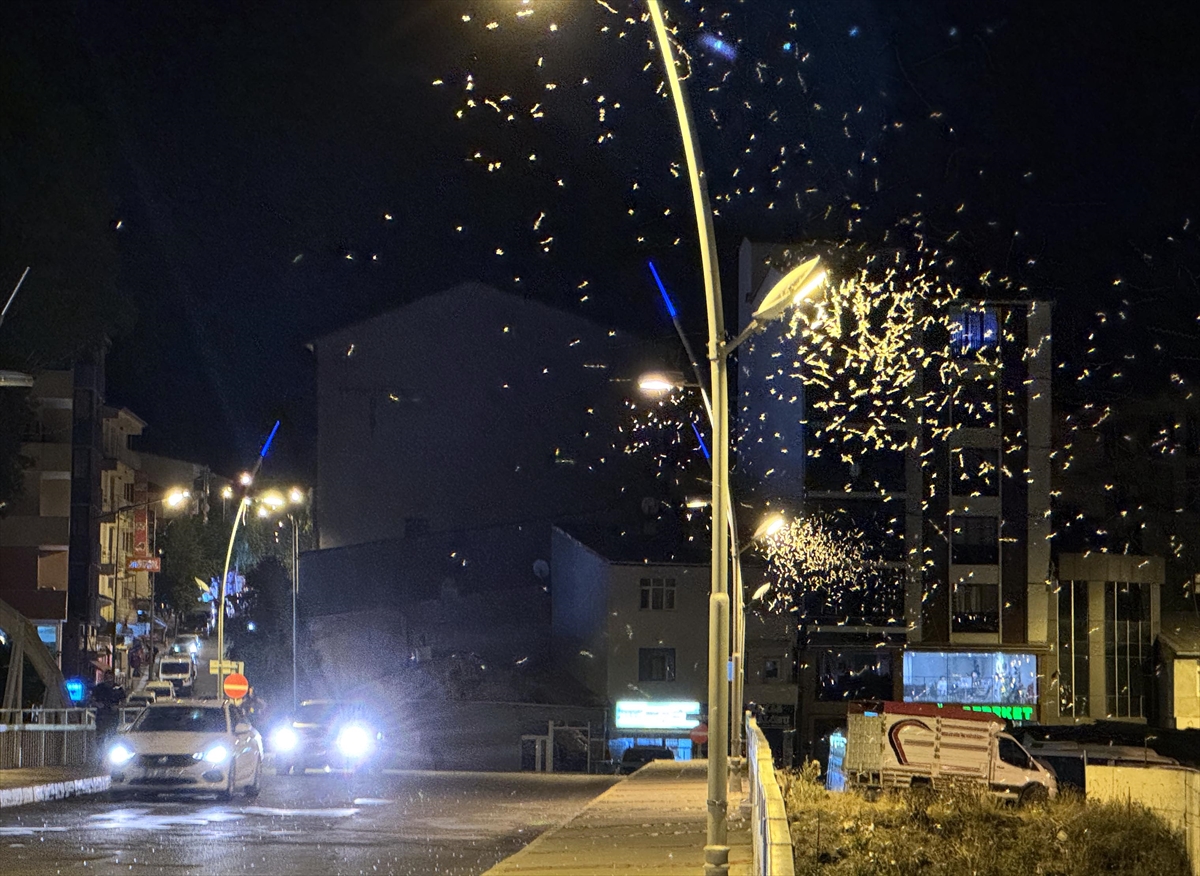 Ardahan'da sineklerin "ölüm dansı" sona erdi