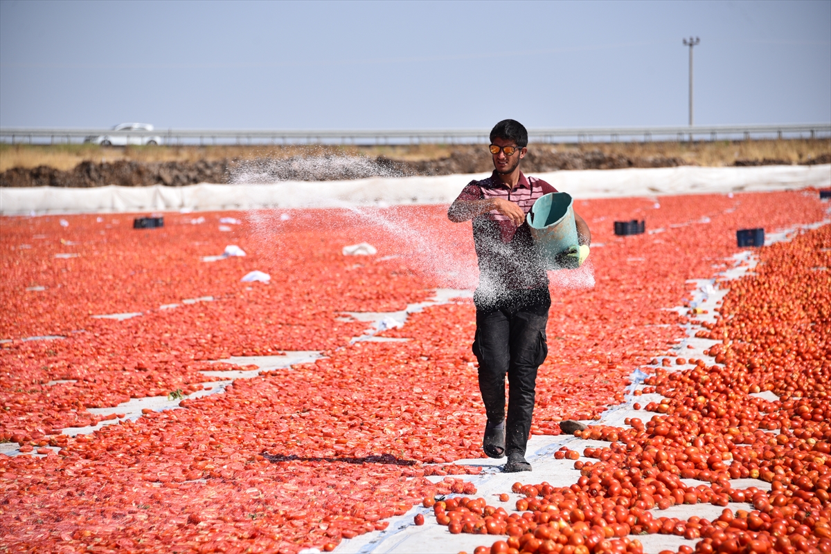 Şanlıurfa'da kuraklık ve aşırı sıcak domates üretimini düşürdü