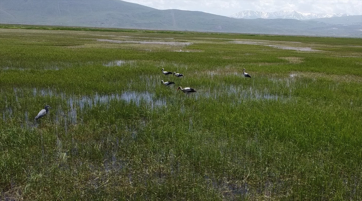 Bitki örtüsünün gelişimi ve serin hava leylekleri Erzurum'da konaklattı