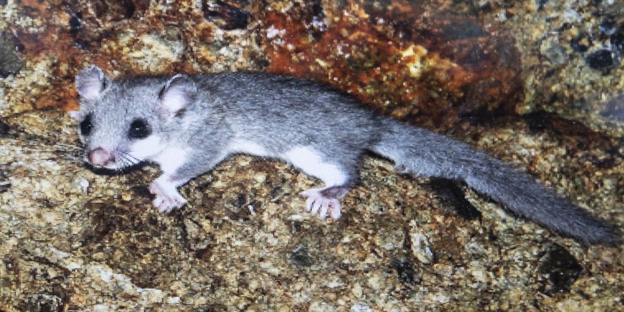 Prof. Dr. Ferhat Matur Munzur Dağları'nda Anadolu Kayalık Yediuyuru türünü keşfetti ve bilimsel makalesi yayımlandı