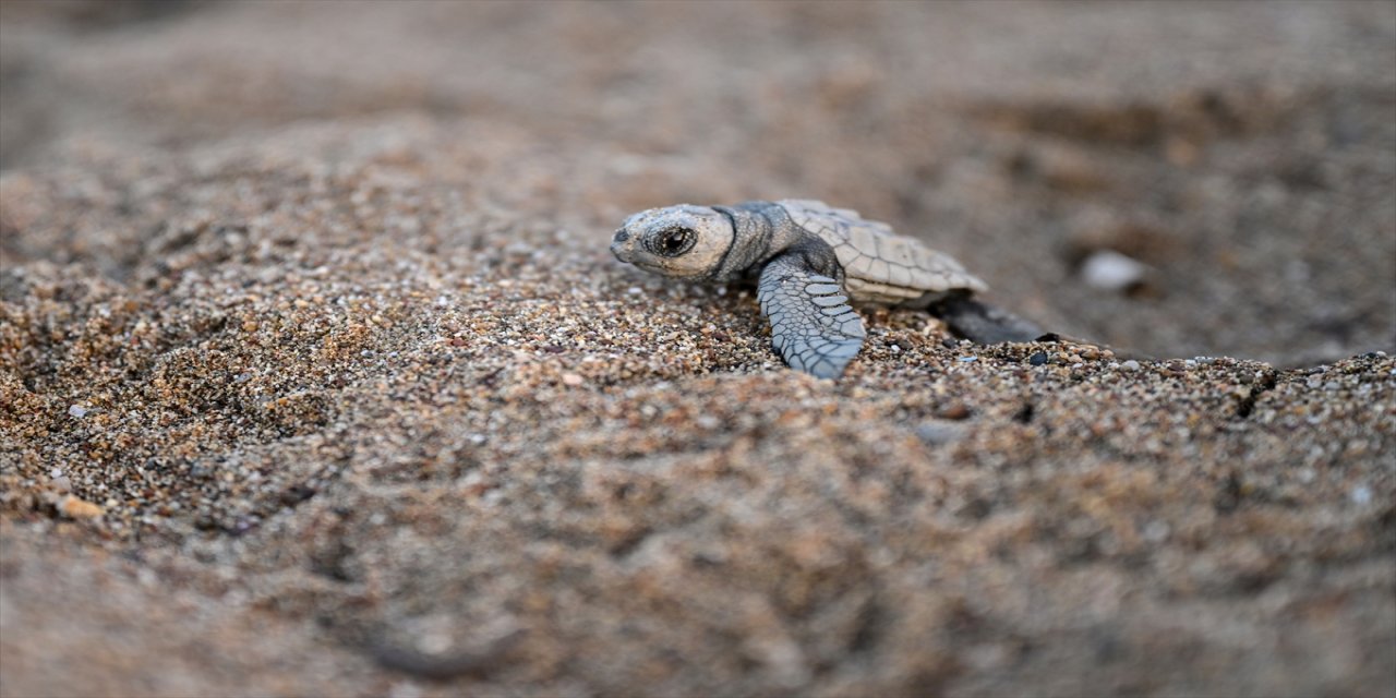 Antalya Kundu sahilinde caretta caretta yuvaları açıldı, 48 yavru denize ulaştırıldı, turizmciler ve çevreciler destek verdi