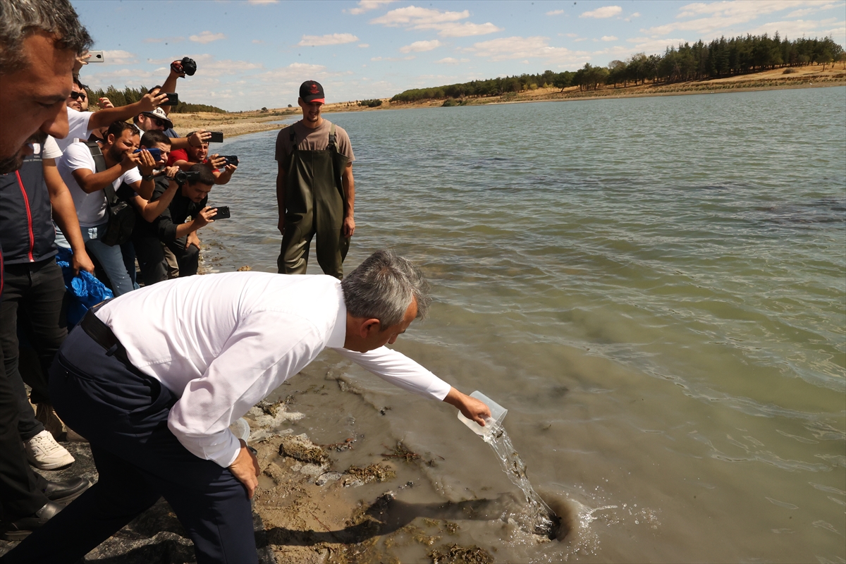 Edirne'de Osmanlı köyündeki gölete 30 bin pullu sazan yavrusu bırakıldı