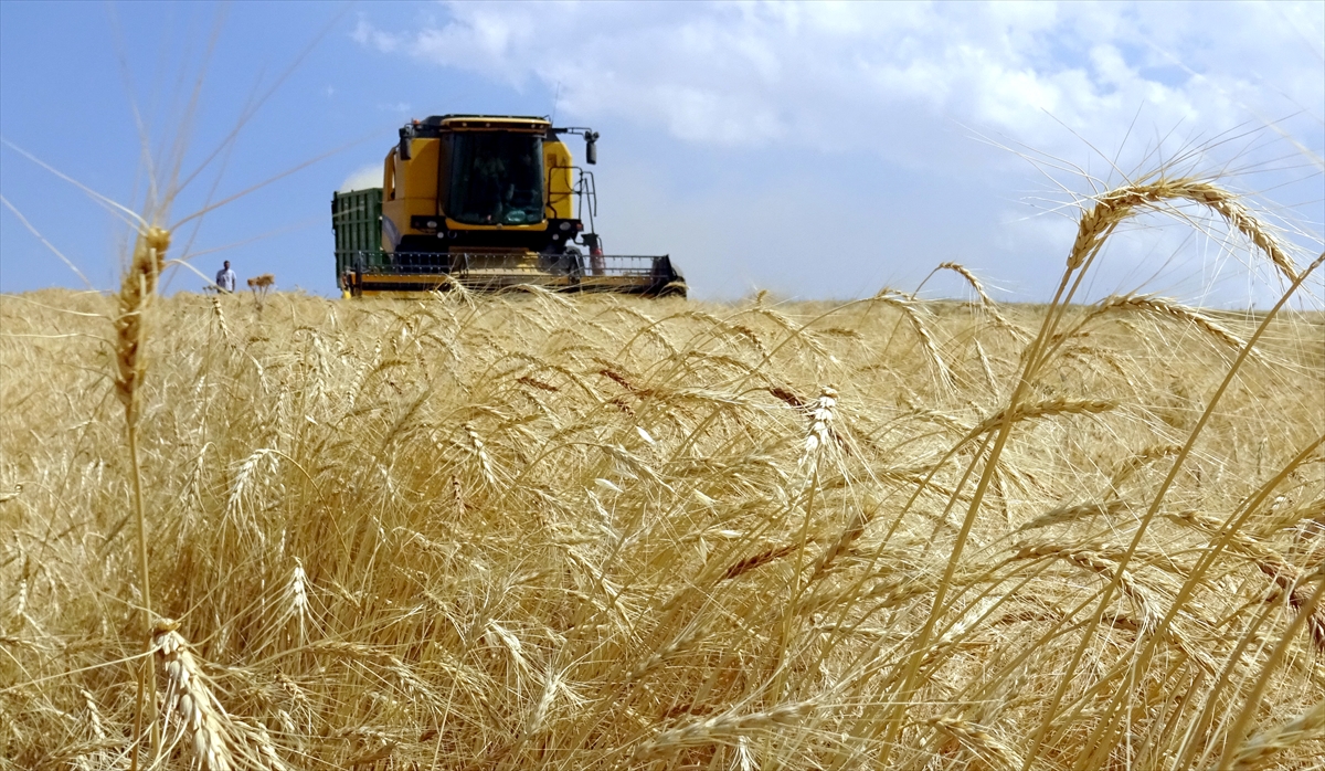 Kars'ta çiftçiler tarlalarındaki son buğdayları hasat ediyor