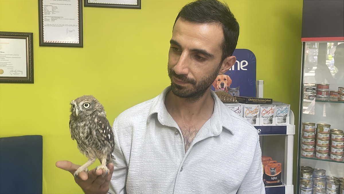 Bolu'da bitkin bulunan baykuş yavrusu koruma altına alındı