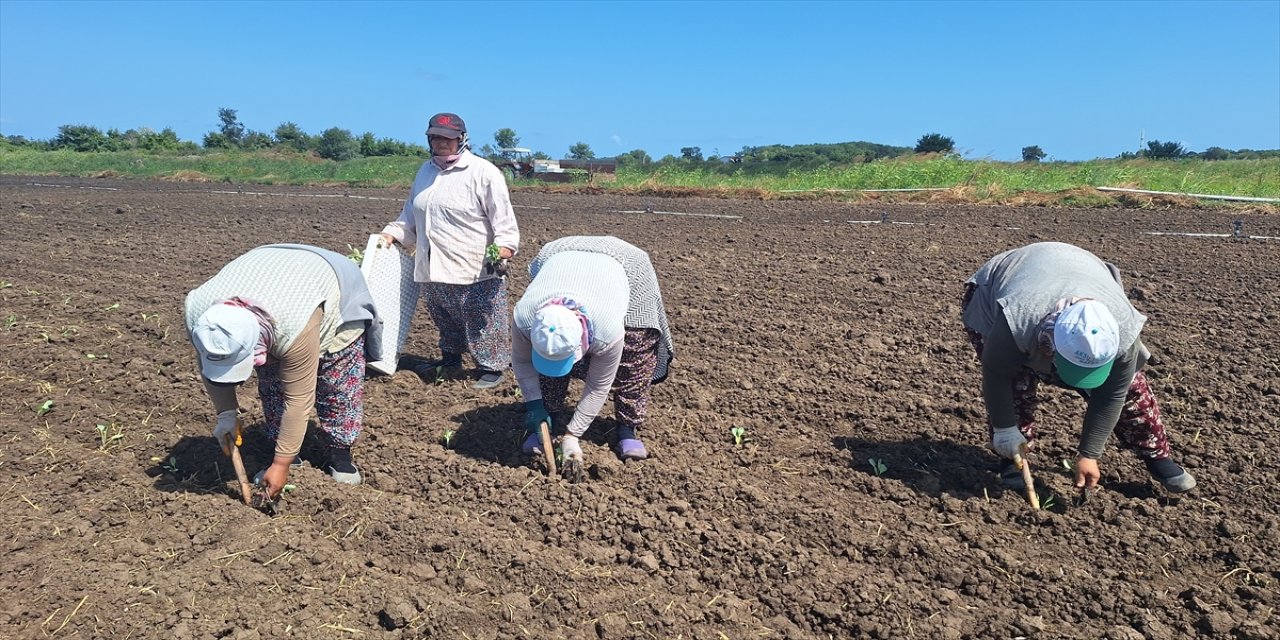 Samsun Bafra Ovası’nda 150 bin dekara sebze dikiliyor, çiftçilere yüzde 75 hibe destekli kışlık fide dağıtıldı