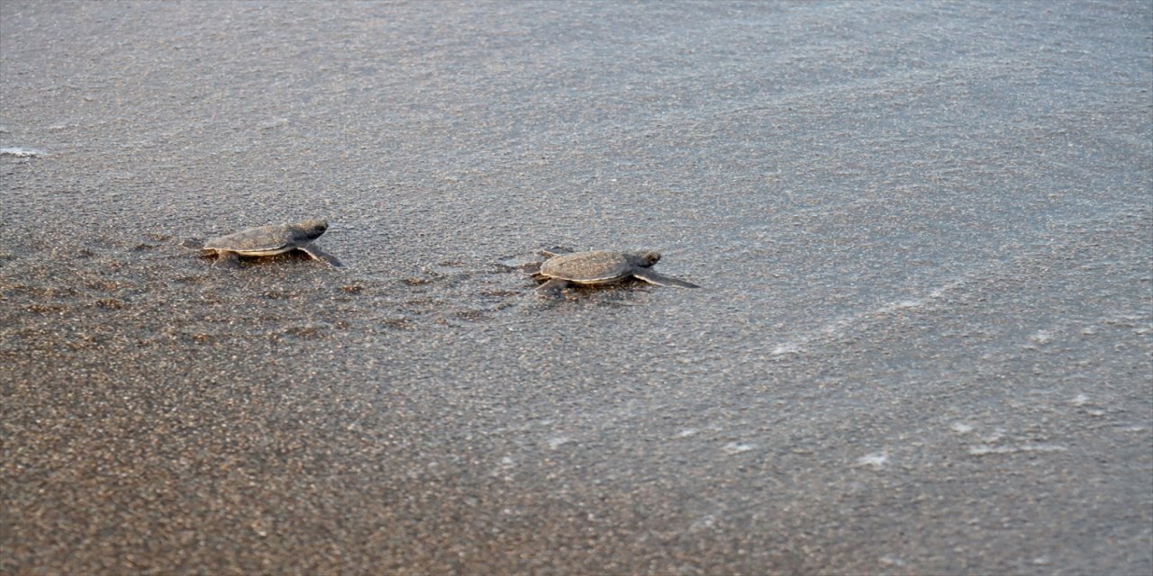 Samandağ'da yeşil deniz kaplumbağalarının yuvalama alanında koruma çalışmaları yuva sayısını artırıyor