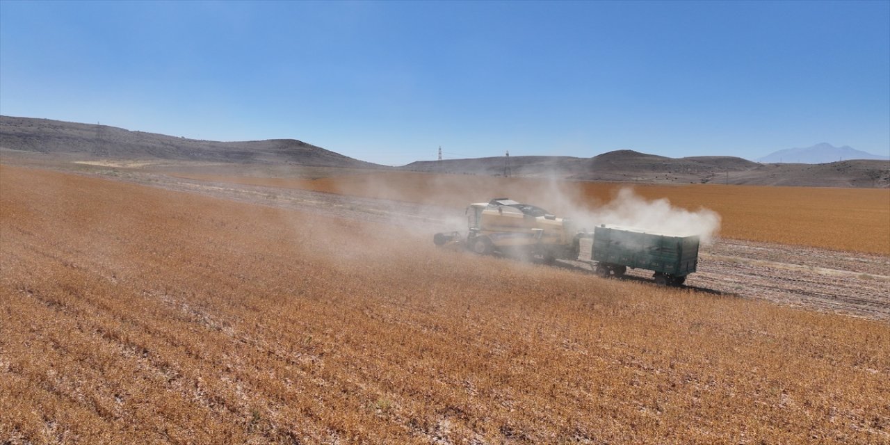 Türkiye aspir üretiminin yüzde 35’ini karşılayan Kayseri’de hasat başladı