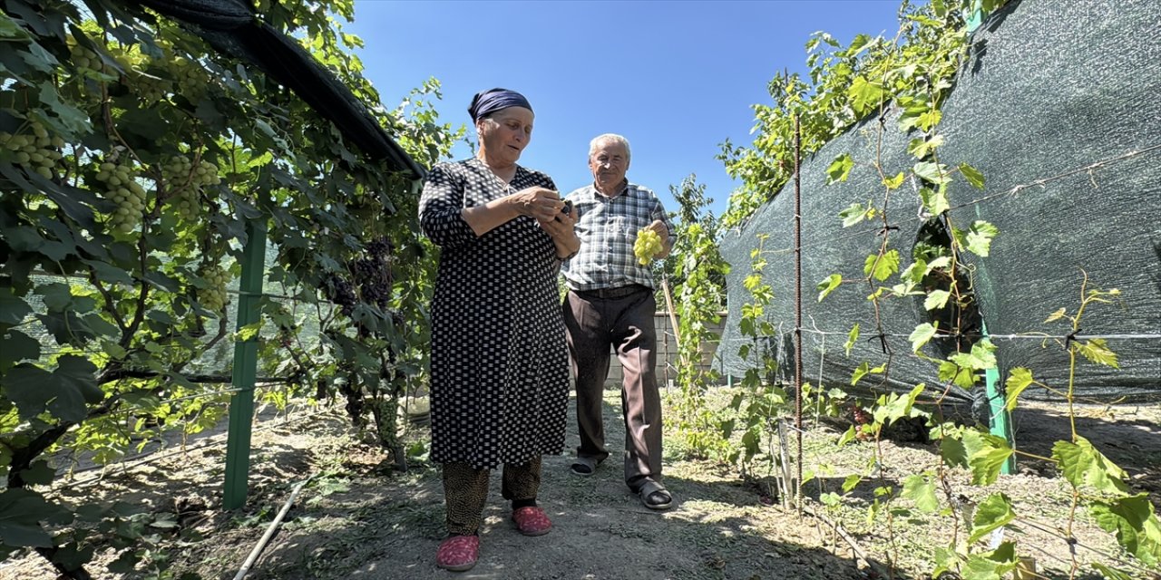 Erzincan’da Ahıska Türkü çift, Ukrayna’dan getirdiği fidanlarla 70 çeşit üzüm yetiştirerek geçimini sağlıyor
