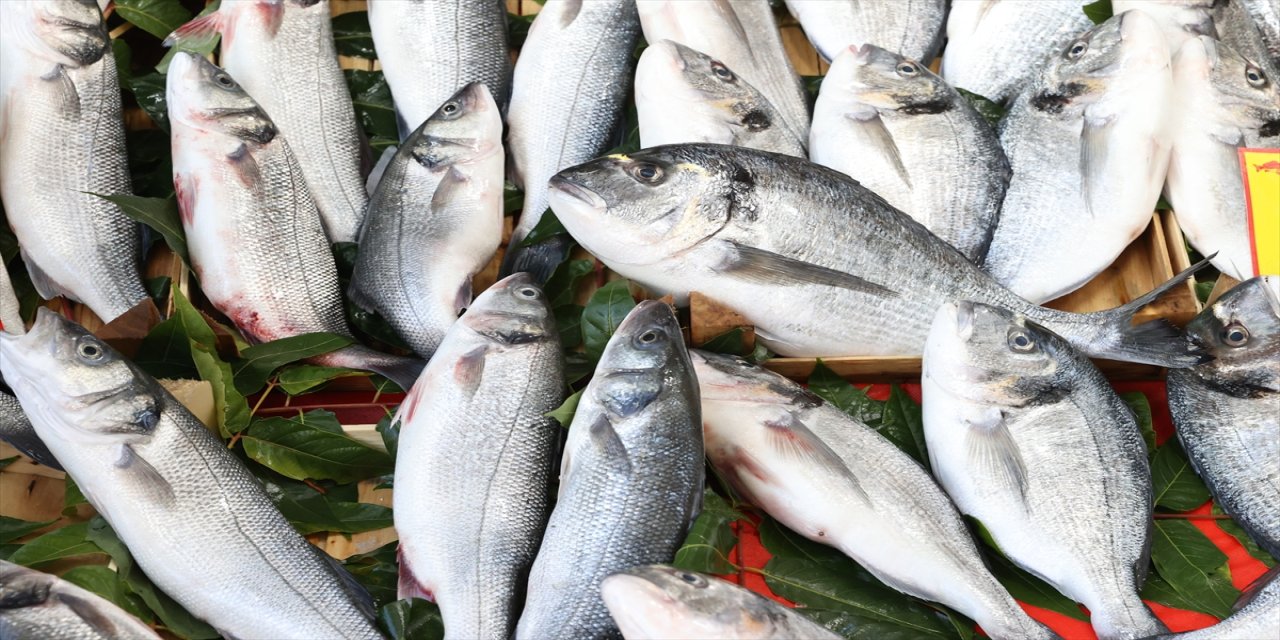 Av yasağı bitti, balık tezgahları şenlendi: Hamsi, sardalya ve istavrit pazarda