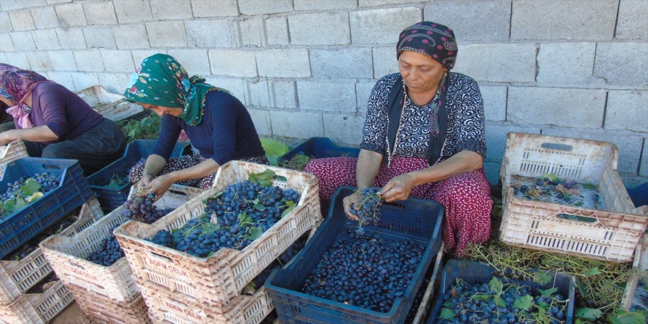 Gaziantep İslahiye'de coğrafi işaretli Antep karası ve Hatun parmağı üzümleri kurutulmaya başlandı