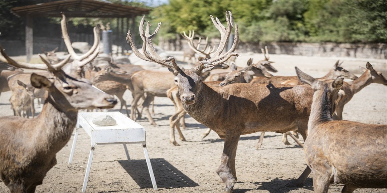 İzmir Kemalpaşa’da yaralı bulunan kızıl geyik “Paşa” iyileşti, Doğal Yaşam Parkı’ndaki sürüye katıldı