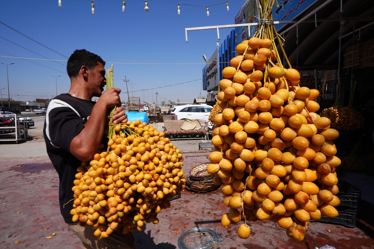 Irak'ta onlarca çeşidi bulunan hurma hasadı başladı