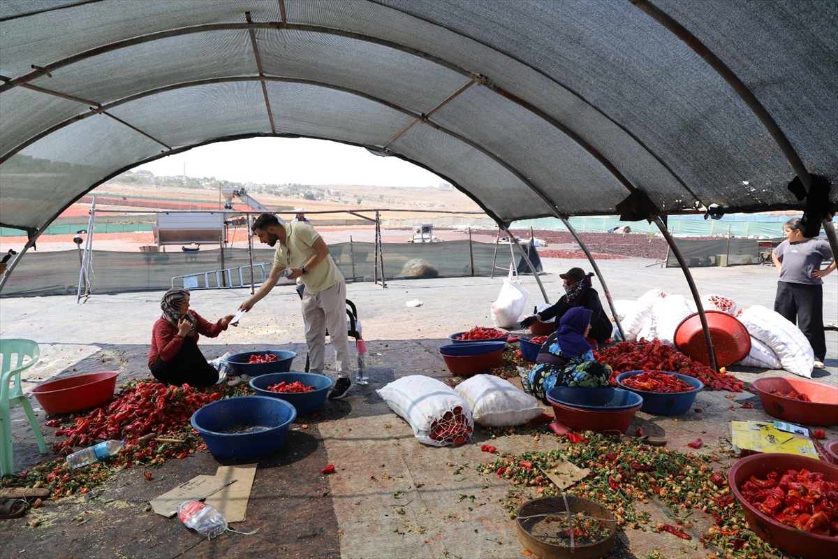 Şanlıurfa'da mevsimlik tarım işçilerine mobil sağlık hizmeti sunuluyor