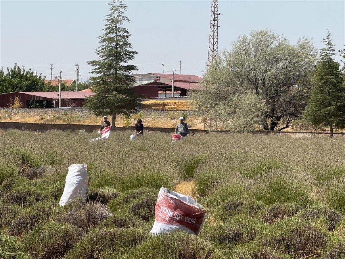 Afyonkarahisar'da ekilen lavantanın geliri köy giderleri için harcanıyor
