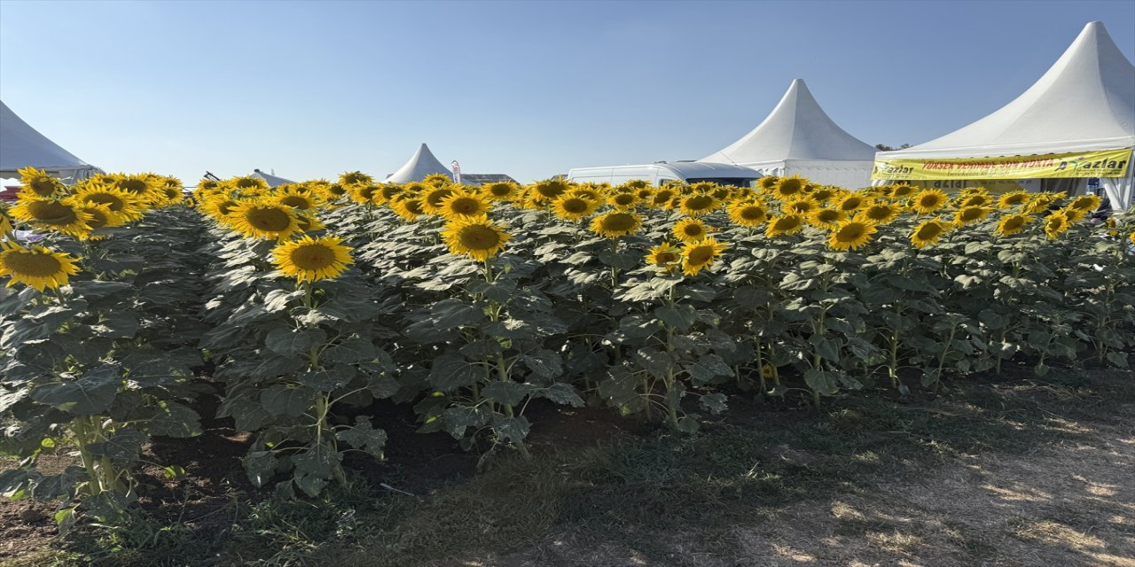 Tekirdağ'da 15. tarım ve teknoloji günleri fuarı başladı