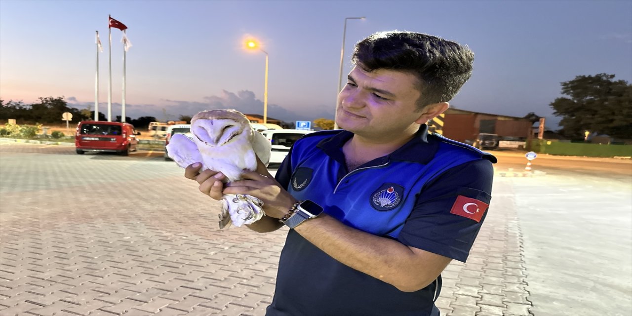 Sinop’ta araç çarpan peçeli baykuş koruma altına alındı