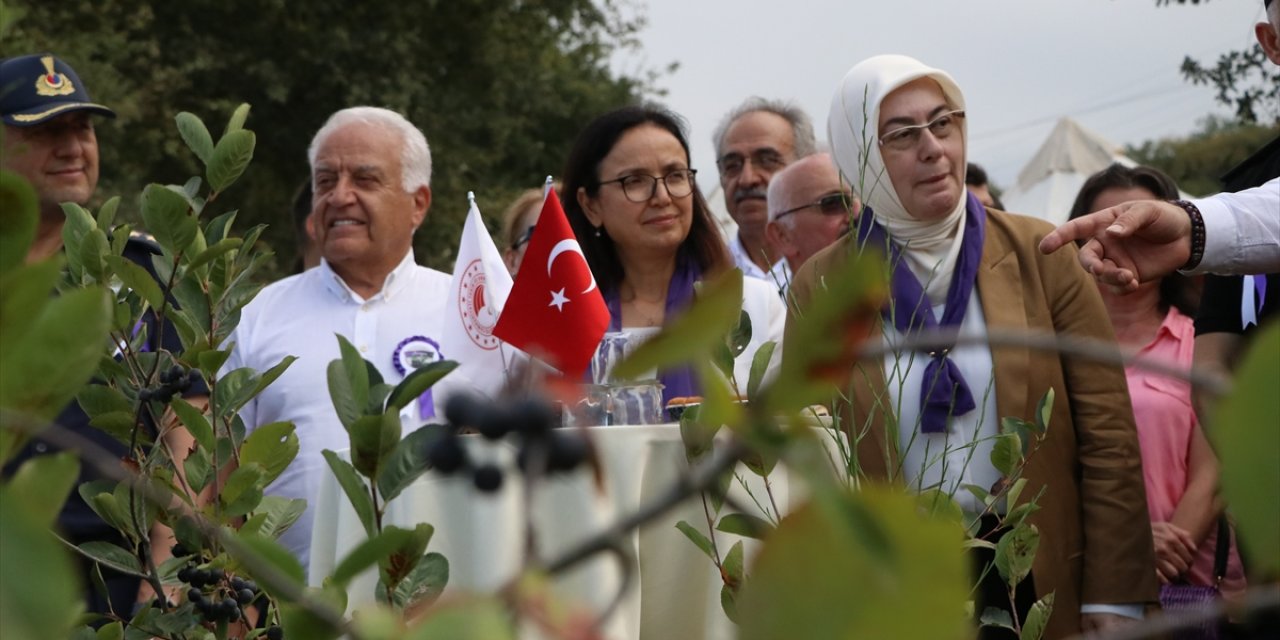Yalova'da bu yıl yaklaşık 250 ton rekolte beklenen coğrafi işaretli aronyanın hasat dönemi törenle başladı, üreticiler katıldı.