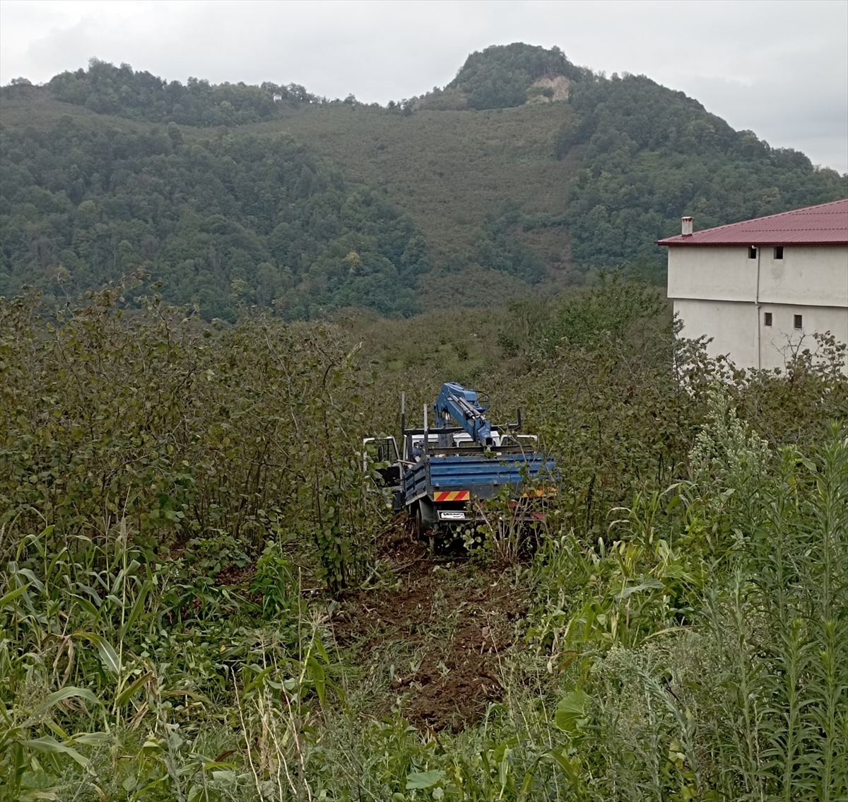 Samsun'da fındık bahçesine yuvarlanan kamyonetteki 3 kişi yaralandı