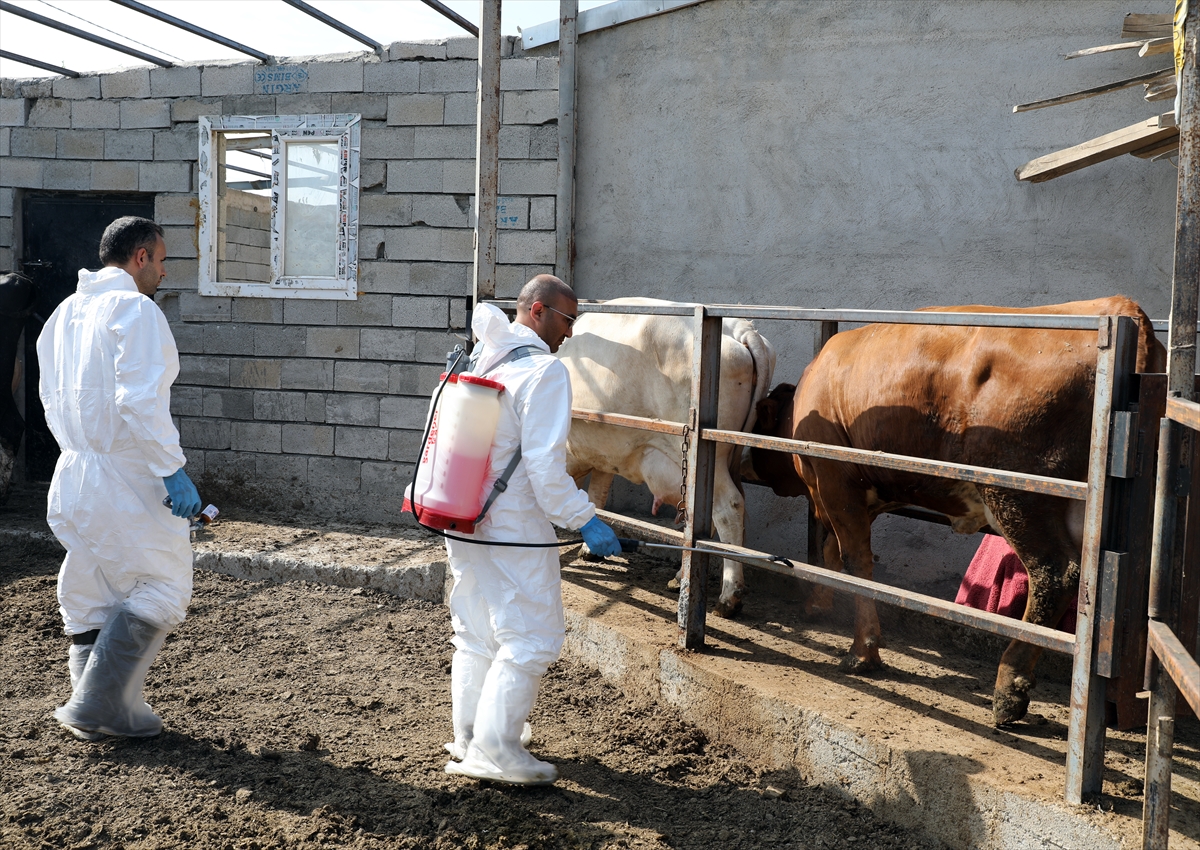 Iğdır'da şap hastalığıyla yapılan etkin mücadele üreticiyi memnun ediyor