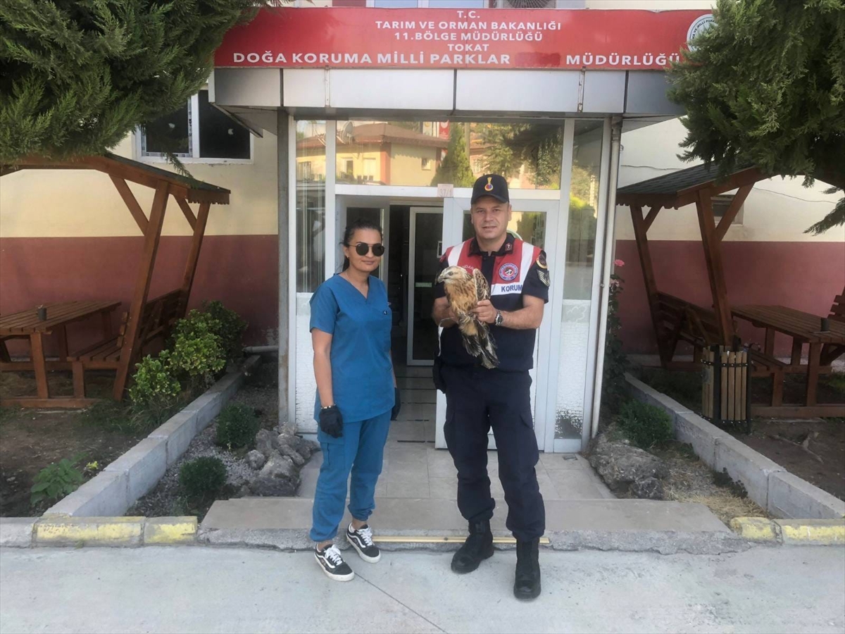 Tokat'ta yaralı halde bulunan kızıl şahin tedavi altına alındı