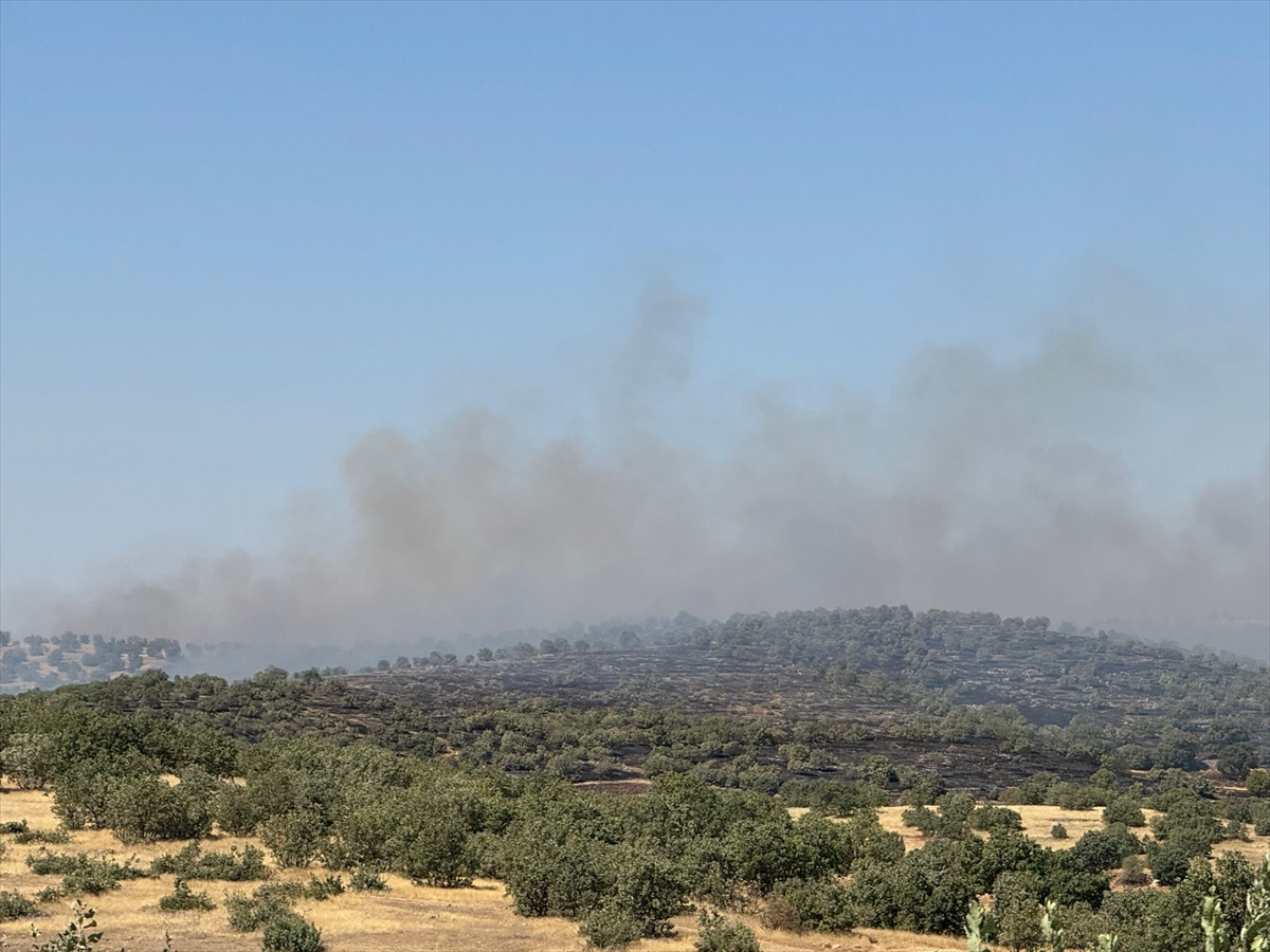 Mardin'de ormanlık alanda çıkan yangına müdahale ediliyor