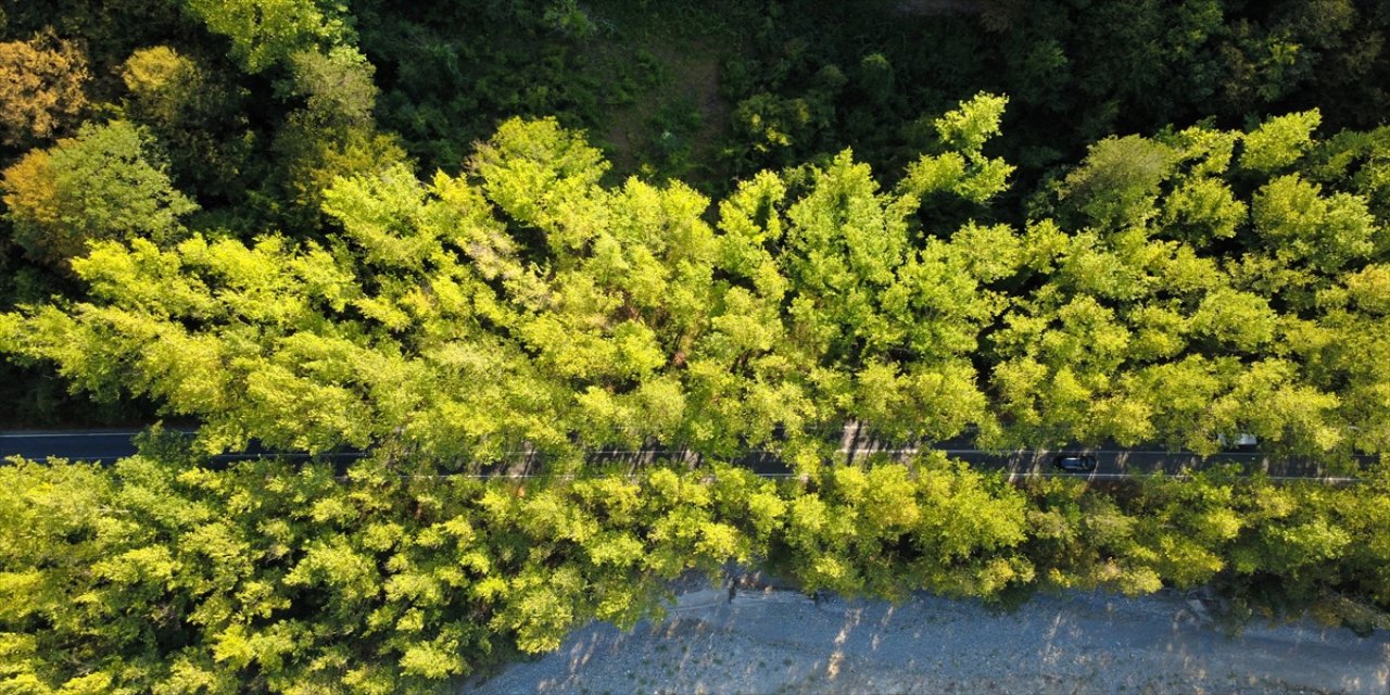 UNESCO mirası Safranbolu’da Bartın yolu üzerindeki 5 kilometrelik ağaç tüneli, dört mevsim eşsiz manzarasıyla ilgi çekiyor.