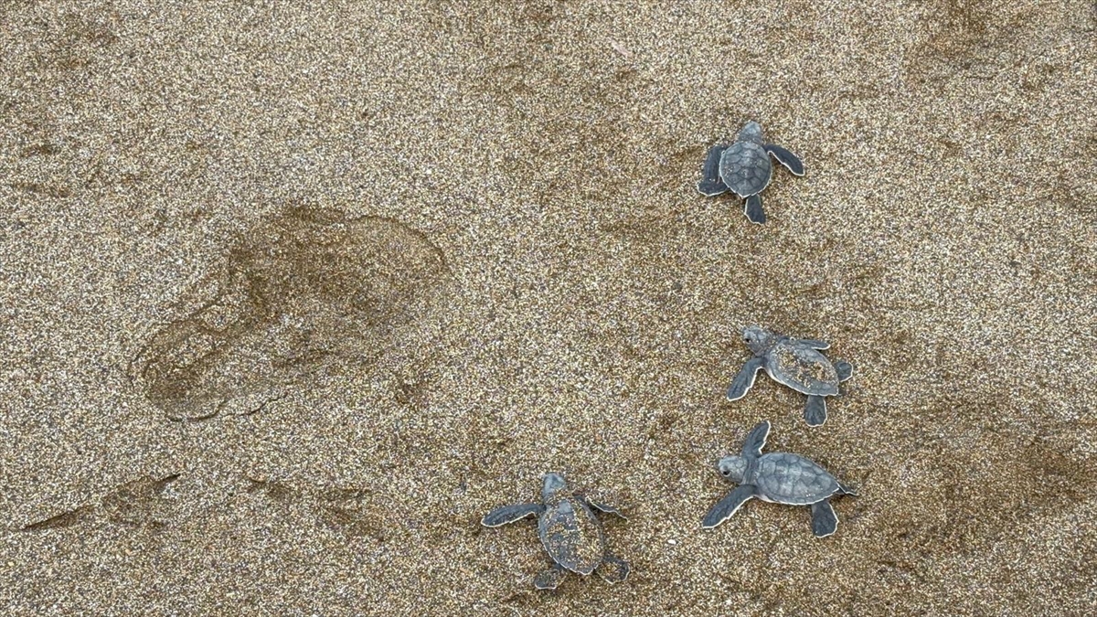 Alanya'da caretta caretta yavrularının denizle buluşma yolculuğu görüntülendi