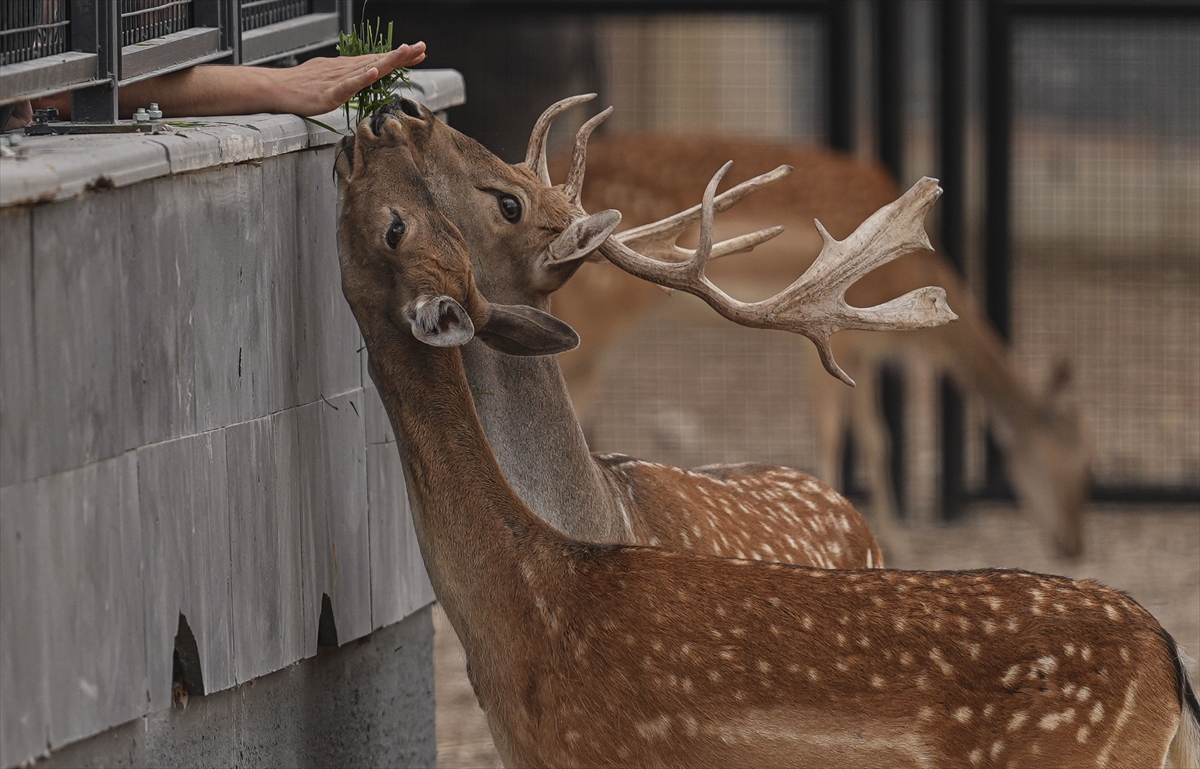 Başkentte "Atatürk Çocukları Doğal Yaşam Parkı ve Hayvanat Bahçesi" ziyarete açıldı