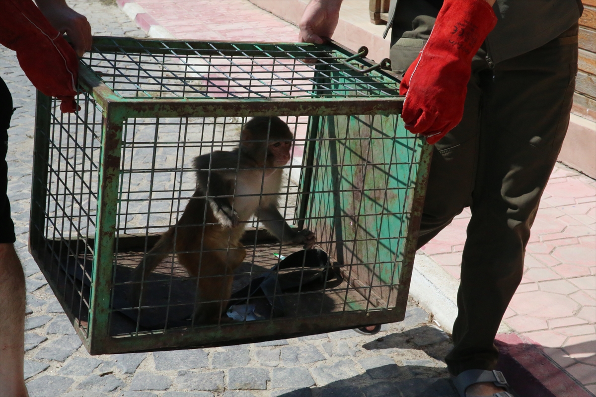 Hatay'da maymuna kötü muamelede bulunan kişi hakkında işlem başlatıldı