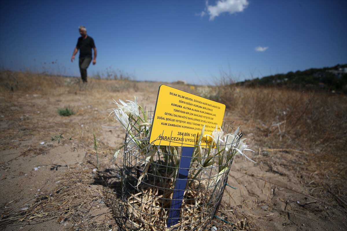 Sahillerin beyaz süsü kum zambakları antik kent kıyılarında özenle korunuyor