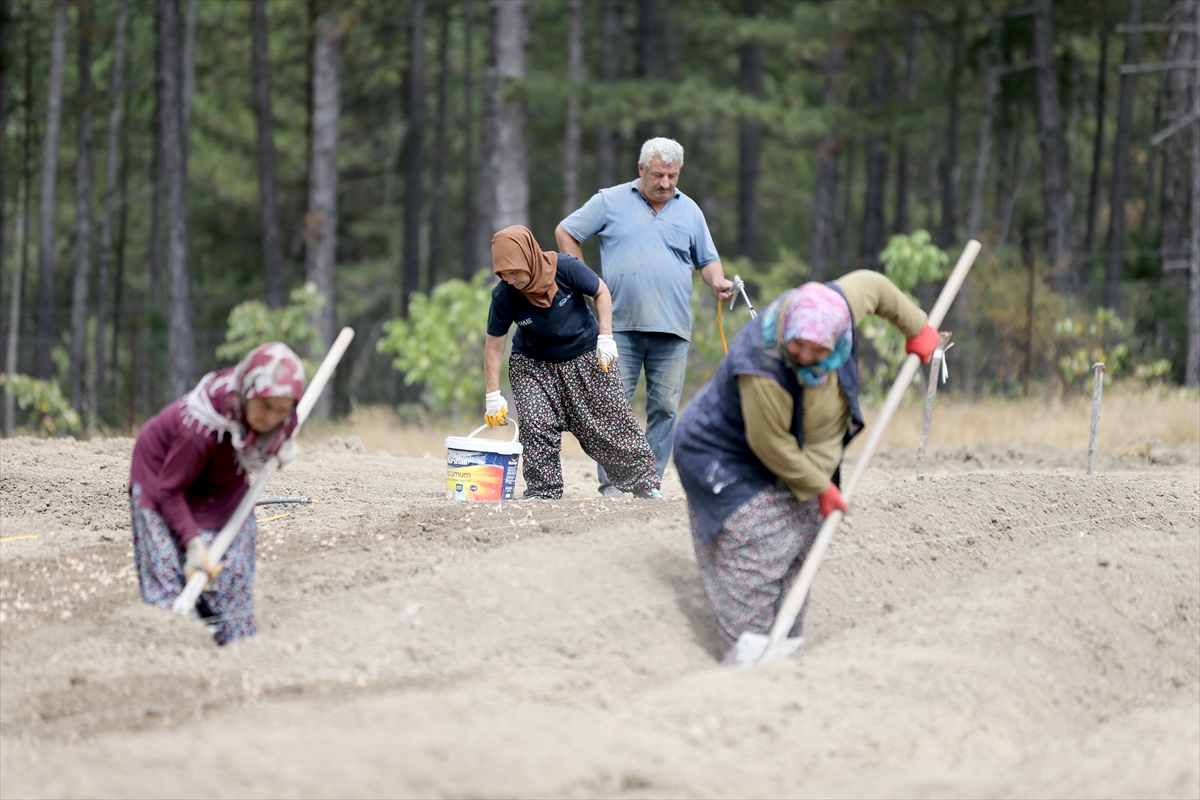 Karabük'te safran soğanı toprakla buluşuyor