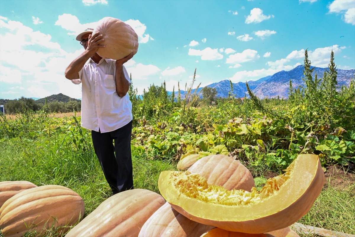 Antalya'da "Tarla Günü" etkinliğinde bal kabağı hasat edildi