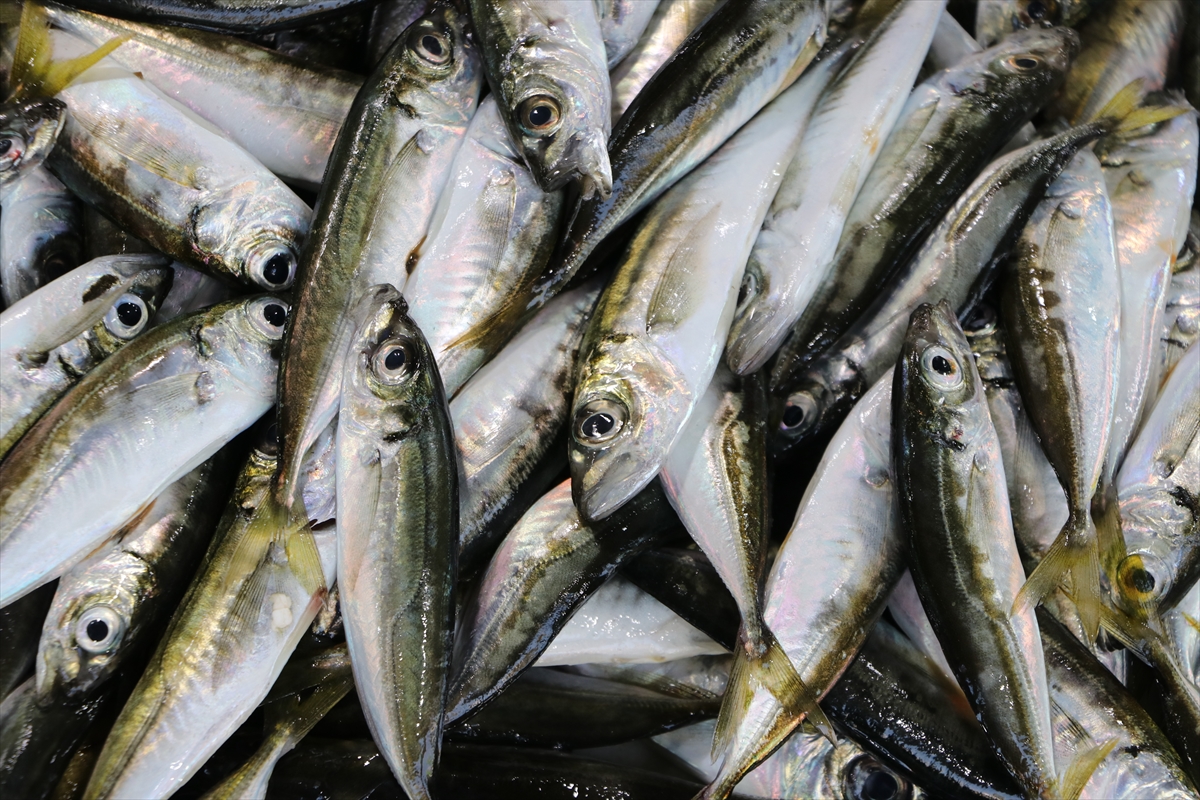 Tekirdağ'da tezgahların gözdesi istavrit