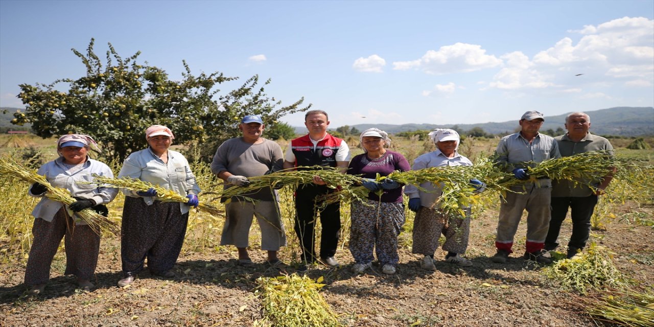 Muğla’nın “Deli Memet” rüzgarıyla aroma kazanan susamı, Çin ve Japonya’dan yoğun talep görüyor