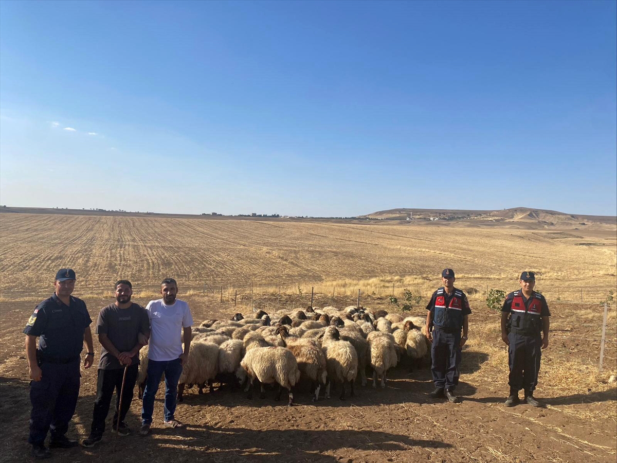 Batman'da kaybolan küçükbaş hayvanlar dron ile bulundu