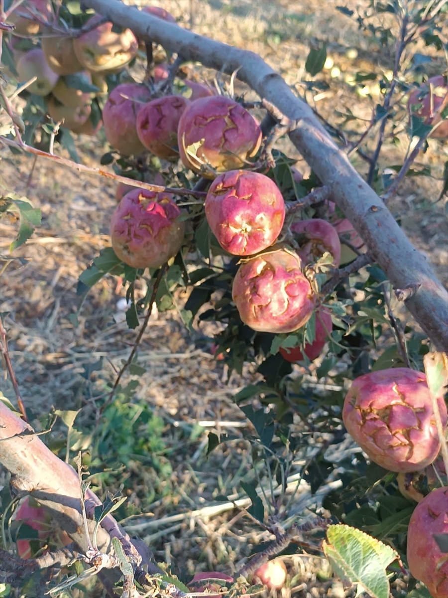 Isparta'da dolu yağışı üreticileri 100 milyon lira zarara uğrattı