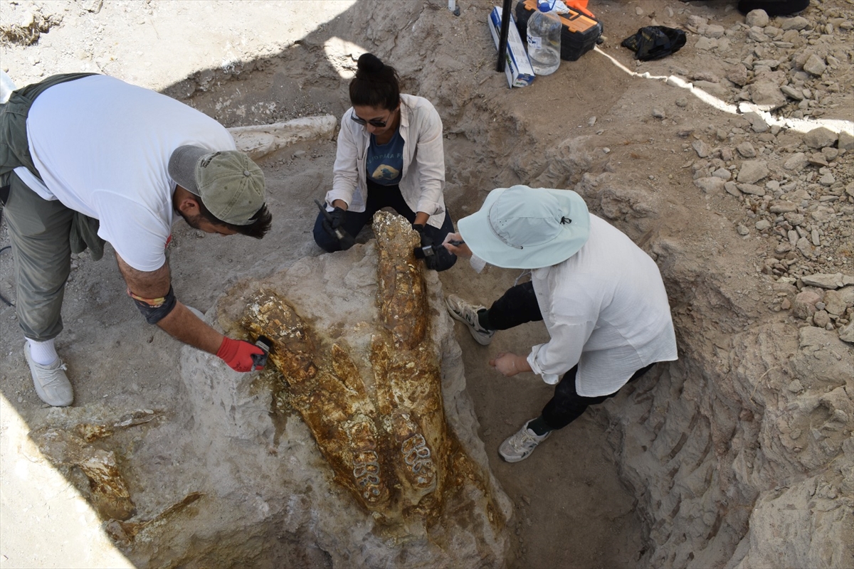 Kayseri'de 7,7 milyon yıllık 3 fil kafatası bulundu