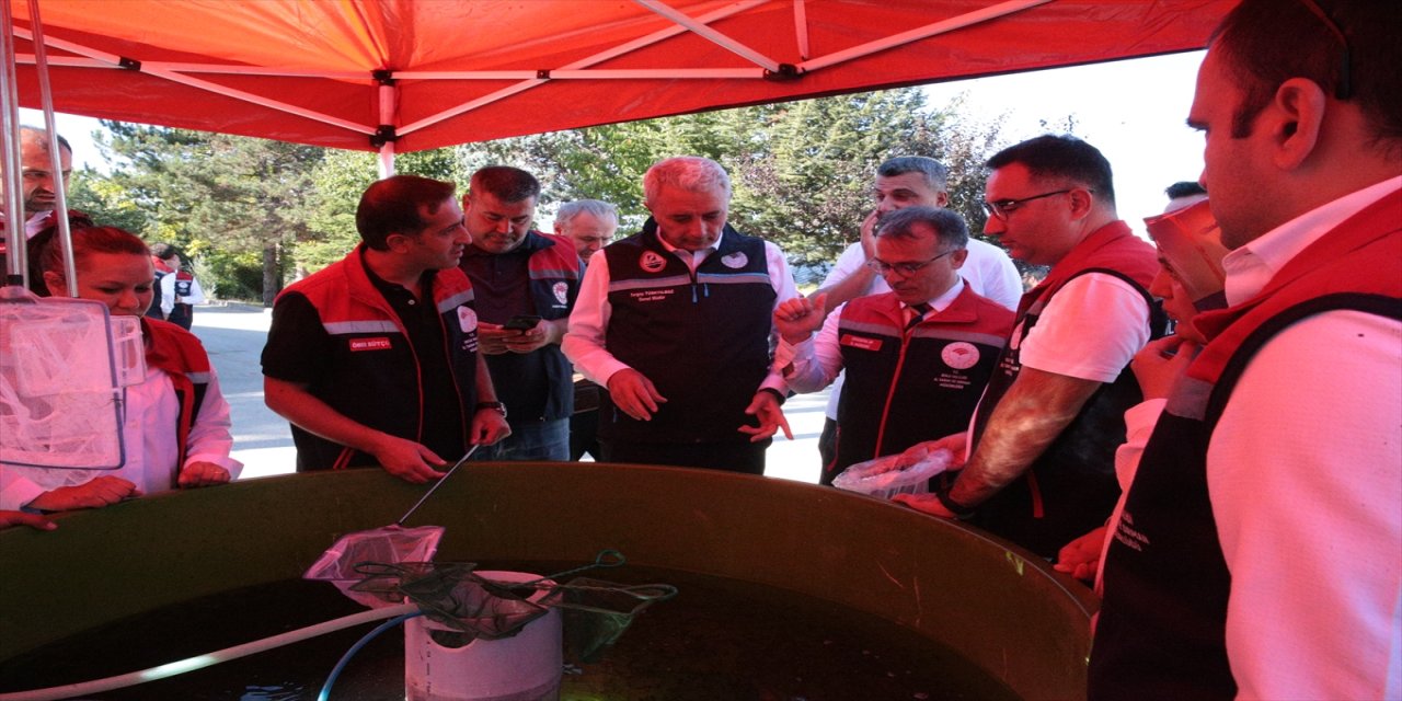 Türkiye, sazan ve mersin balıklarıyla balık stoklarını artırıyor