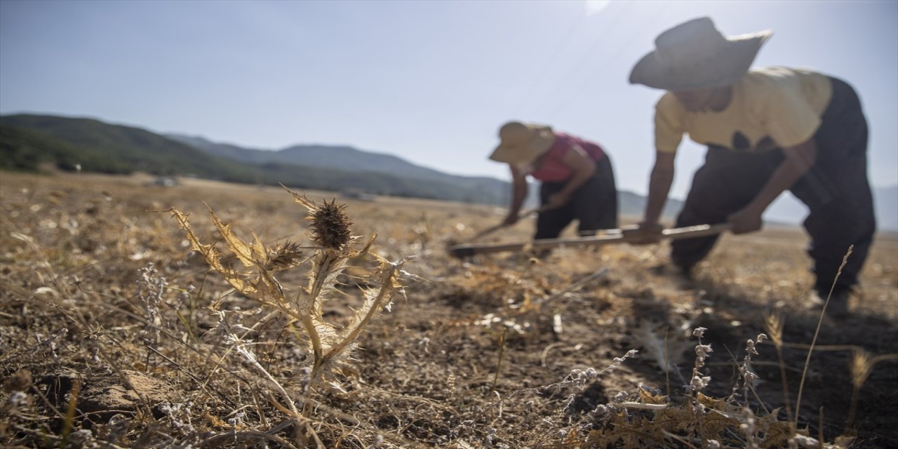 Ovacık’ta kenger sakızı mesaisi