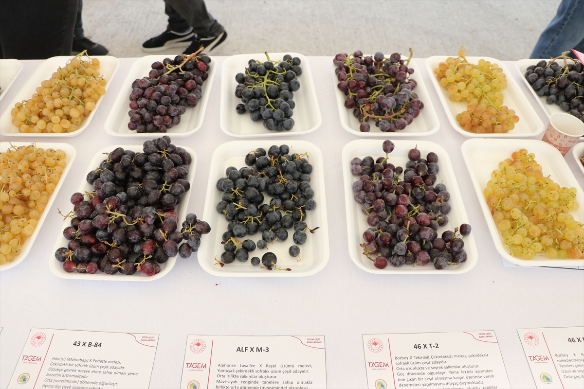Tekirdağ'da geliştirilen 23 üzüm çeşidi tanıtıldı