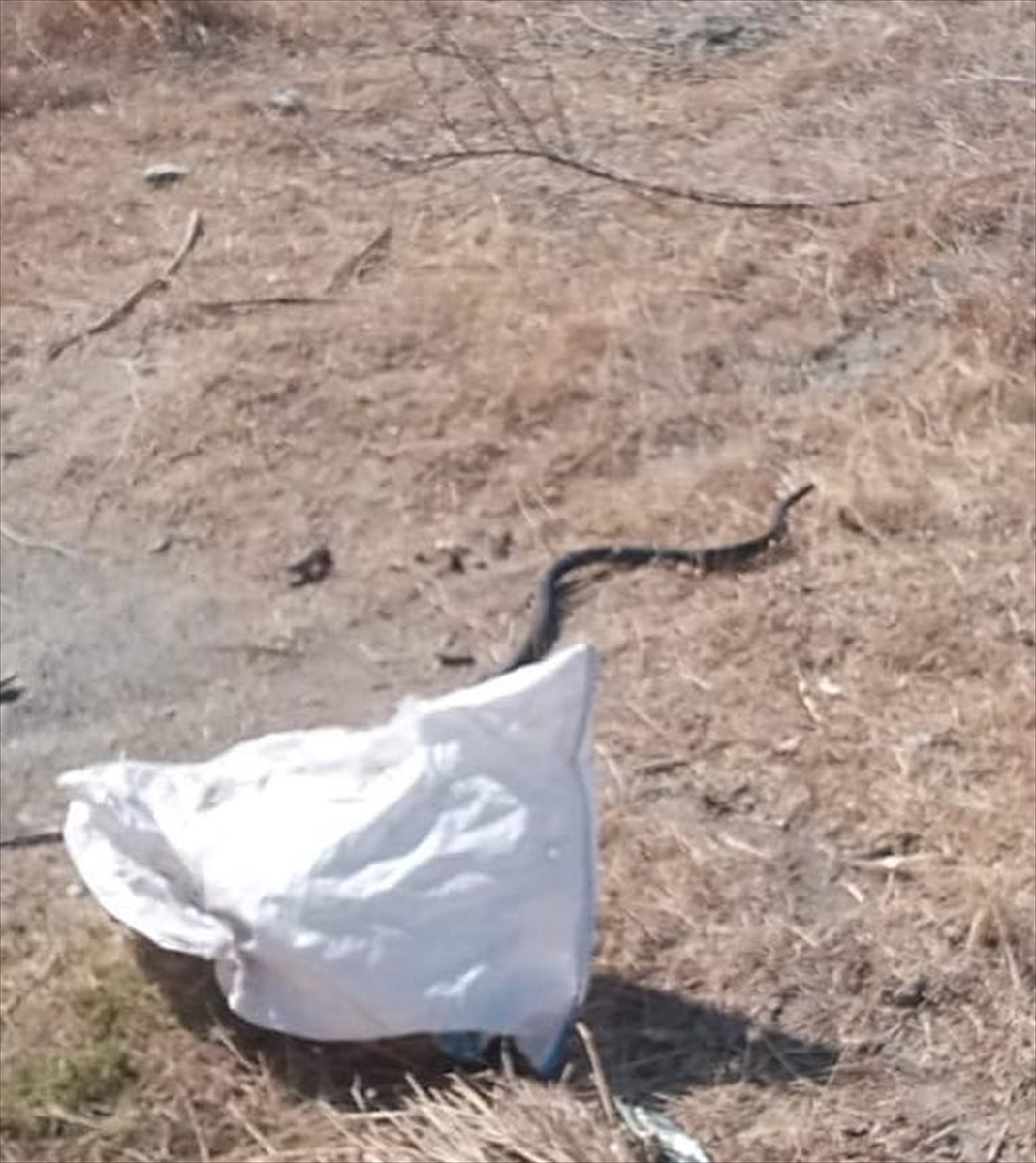 Hatay'da 2 eve giren yılanlar itfaiye ekiplerince çıkarıldı