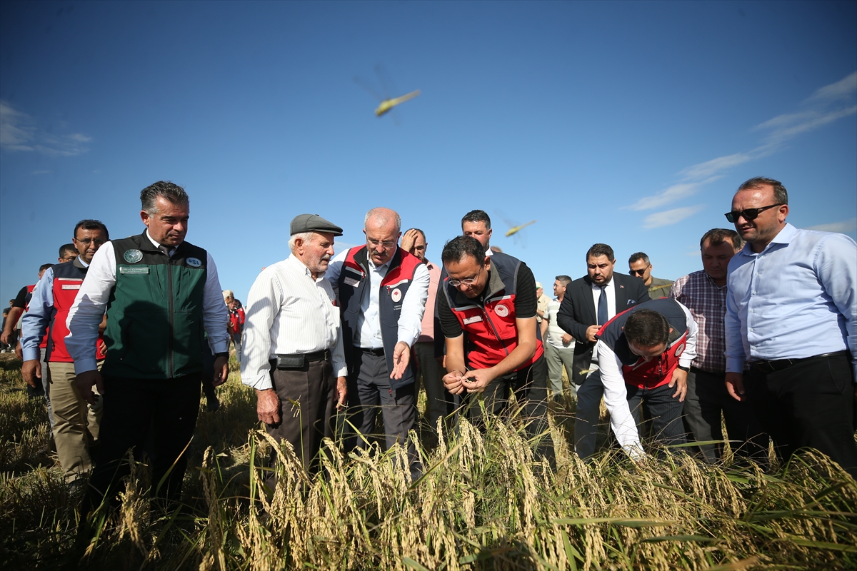 Çanakkale'de "Çeltik Hasadı Tarla Günü" etkinliği düzenlendi