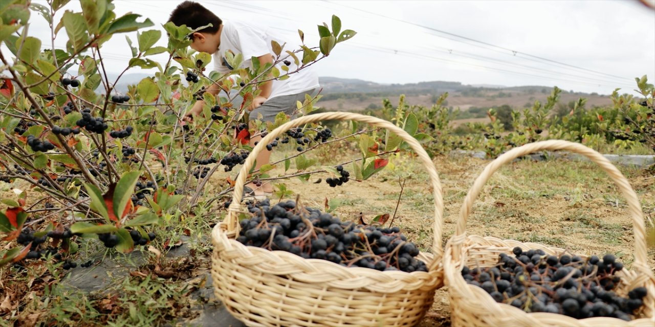 Kocaeli'de aronya bahçesiyle stres atan Ömer Üstünel, sağlığına kavuşup ek gelir sağlıyor