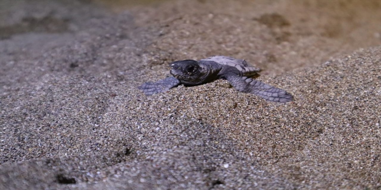 Muğla’da tek ayaklı caretta caretta kaplumbağasının yavruları, gönüllülerin yardımıyla denizle buluştu