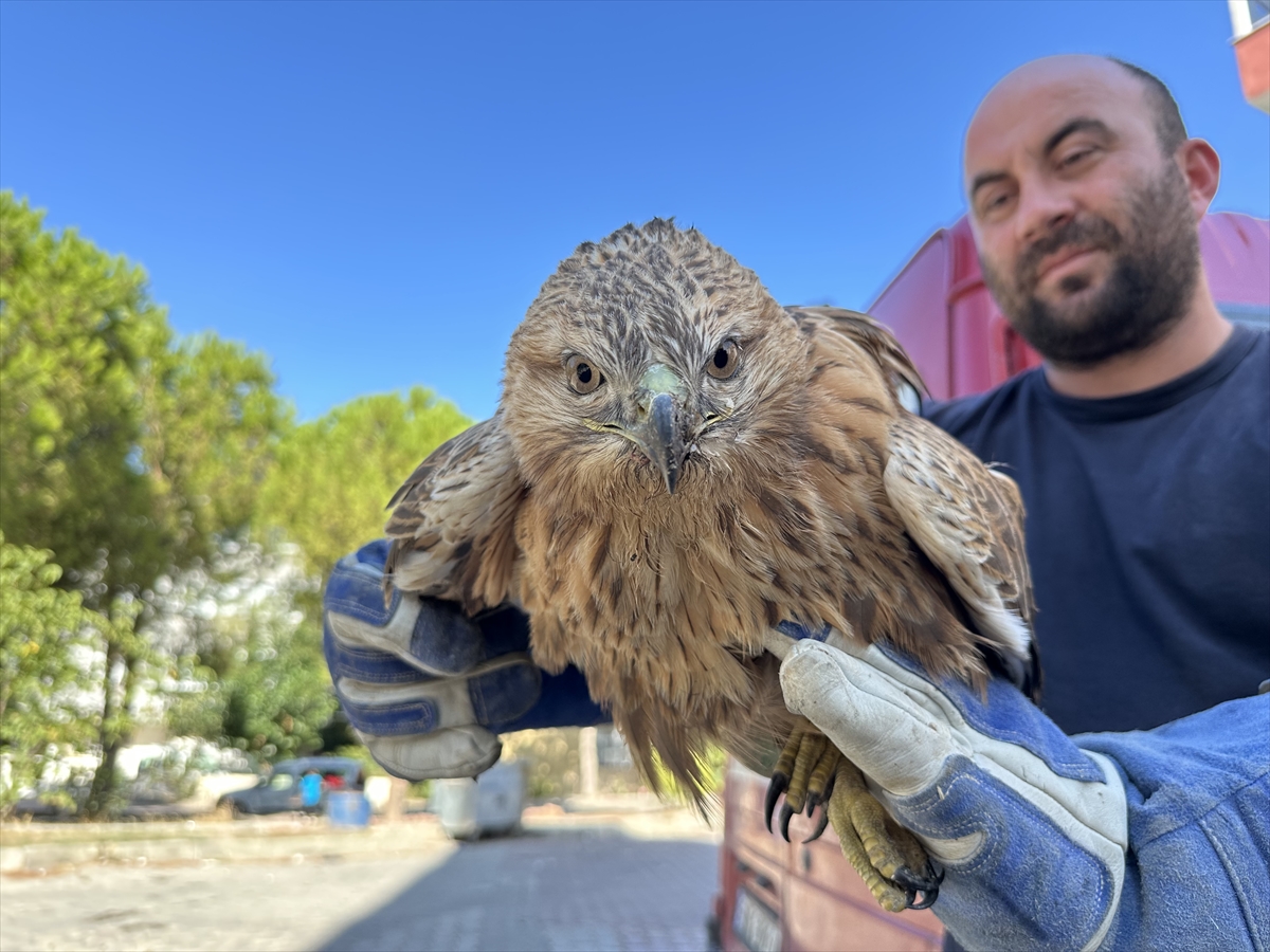 Sinop'ta yaralı halde bulunan kızıl şahin tedavi altına alındı